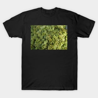 Riesling Grapes at Magpie Springs by Avril Thomas T-Shirt